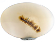 Agate Dendritique Agate Dendritique