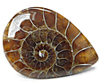 Ammonite Ammonite