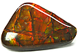 Ammolite Ammolite