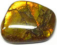Ammolite Ammolite