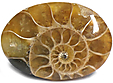 Ammonite Ammonite