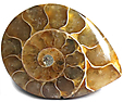 Ammonite Ammonite