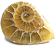 Ammonite Ammonite