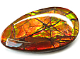 Ammolite Ammolite