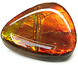 Ammolite Ammolite