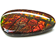 Ammolite Ammolite