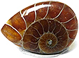 Ammonite Ammonite