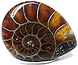 Ammonite Ammonite