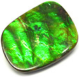 Ammolite Ammolite
