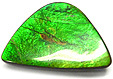 Ammolite Ammolite