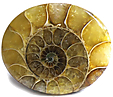 Ammonite Ammonite