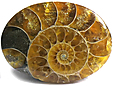 Ammonite Ammonite