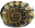Ammonite Ammonite