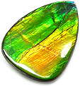 Ammolite Ammolite