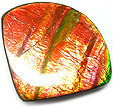 Ammolite Ammolite