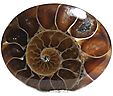 Ammonite Ammonite