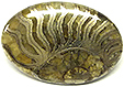 Ammonite Pyritisée Ammonite Pyritisée