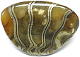 Ammonite Pyritisée Ammonite Pyritisée
