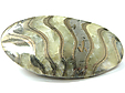 Ammonite Pyritisée Ammonite Pyritisée