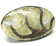 Ammonite Pyritisée Ammonite Pyritisée