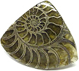 Ammonite Pyritisée Ammonite Pyritisée