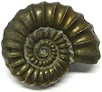 Ammonite Promicroceras Ammonite Promicroceras