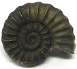 Ammonite Promicroceras Ammonite Promicroceras