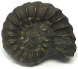 Ammonite Promicroceras Ammonite Promicroceras