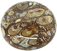 Bois Fossilisé Bois Fossilisé
