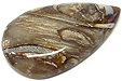 Bois Fossilisé Bois Fossilisé