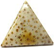 Bois de Palmier fossilisé Bois de Palmier fossilisé