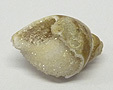 Coquillage & Druse Coquillage & Druse