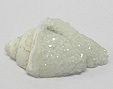 Coquillage & Druse Coquillage & Druse