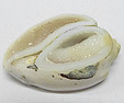 Coquillage & Druse Coquillage & Druse