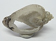 Coquillage & Druse Coquillage & Druse
