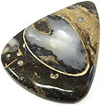 Colus Fossilisé Colus Fossilisé