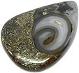Colus Fossilisé Colus Fossilisé