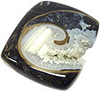 Colus Fossilisé Colus Fossilisé