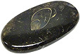 Colus Fossilisé Colus Fossilisé