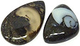 Colus Fossilisé Colus Fossilisé