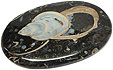 Colus Fossilisé Colus Fossilisé