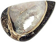 Colus Fossilisé Colus Fossilisé