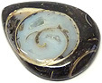 Colus Fossilisé Colus Fossilisé