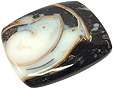 Colus Fossilisé Colus Fossilisé