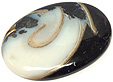 Colus Fossilisé Colus Fossilisé