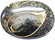Colus Fossilisé Colus Fossilisé