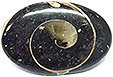 Colus Fossilisé Colus Fossilisé