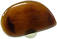 Coquille de Bivalve Coquille de Bivalve