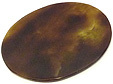Coquille de Bivalve Coquille de Bivalve