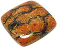 Corail Assemblé Corail Assemblé